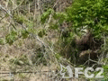 動画：20140502敦賀半島の２頭のニホンカモシカ